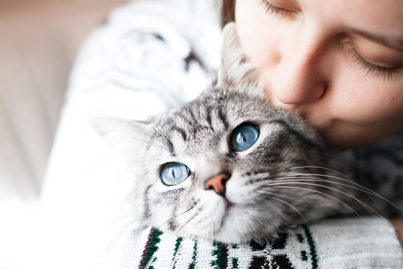 cat