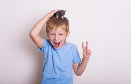 מה דעתכם על חולדה בתור חיית מחמד? זה לא כזה מופרך כמו שנדמה לכם