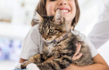 חתול או חתולה? גור או גברבר? גזעי או "פחוני"? הנה כמה נקודות למחשבה רגע לפני שאתם מאמצים חתול